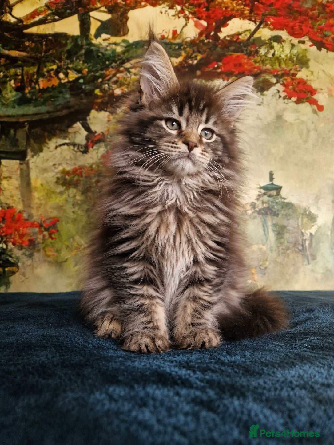 Maine Coon cats Maine Coon Boy kittens Champion Bloodlines - Advert 2