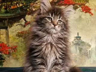 Maine Coon cats Maine Coon Boy kittens Champion Bloodlines - Advert 2