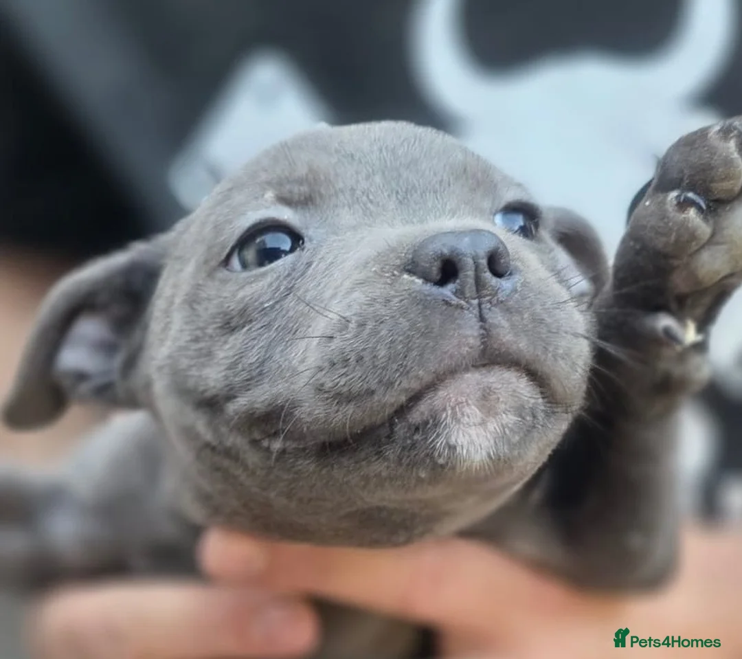 Staffordshire Bull Terrier dogs for sale: SMALLEST KC REG SBT PUPPY  - Advert 2