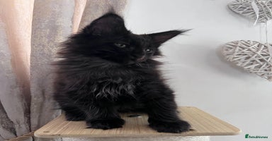 Maine Coon cats - Advert 16