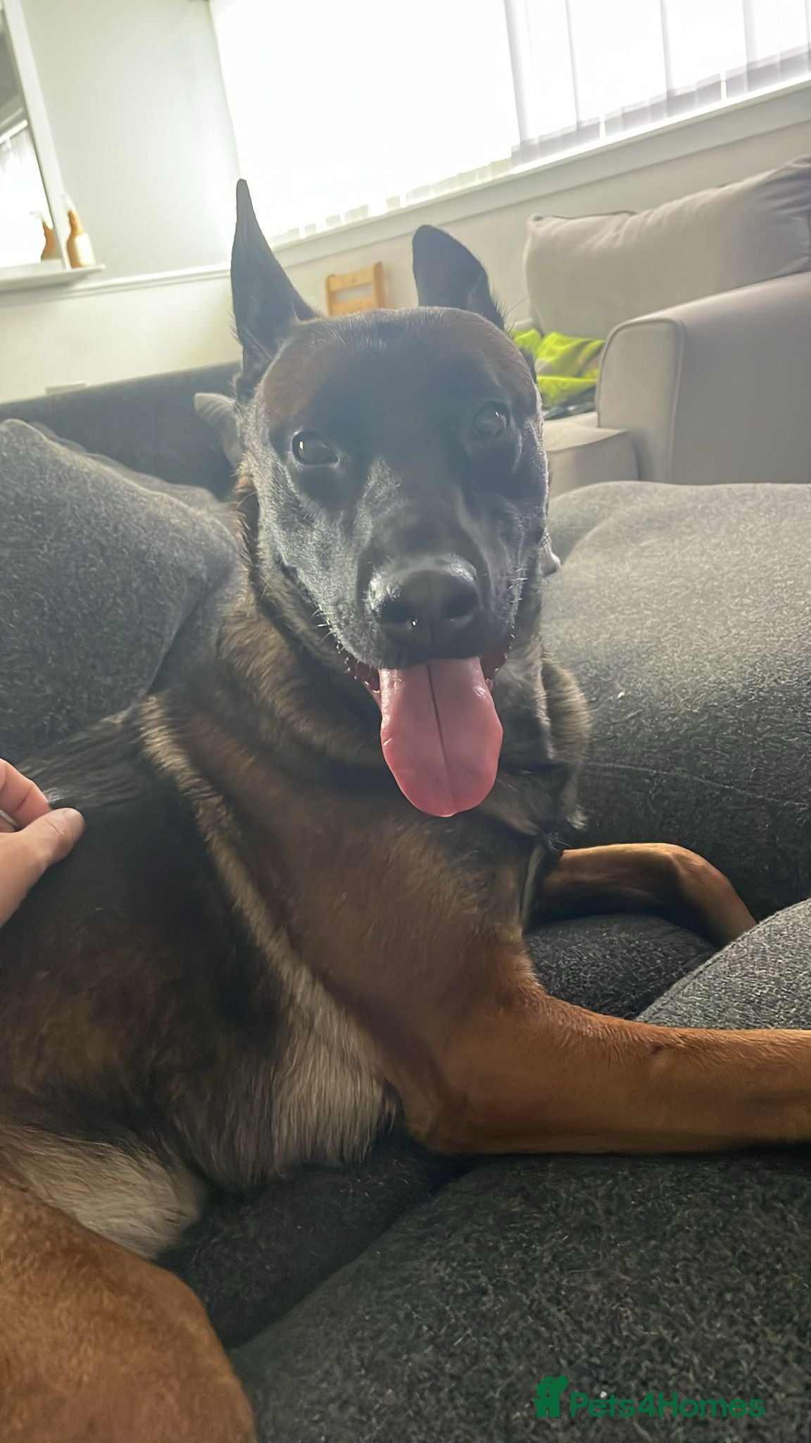 Belgian Shepherd Dog dogs for sale: Looking to rehome  in Forfar - Advert 1
