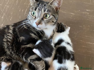 British Shorthair cats Beautiful baby kittens ready for Christmas/ NY - Advert 1