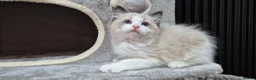 Ragdoll cats for sale: 3 TICA Registered Males for Sale - Advert 12