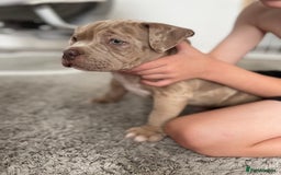 American Bully dogs for sale: Pocket bully’s  - Image 2