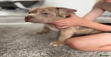 American Bully dogs - Advert 5