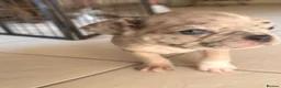 French Bulldog dogs for sale: French bulldog puppies  - Advert 25