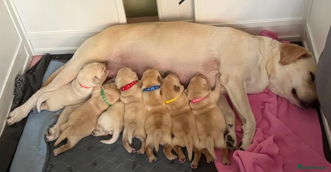 Labrador Retriever dogs for sale: Beautiful cream KC Registered litter  in Westcliff-on-Sea - Advert 11