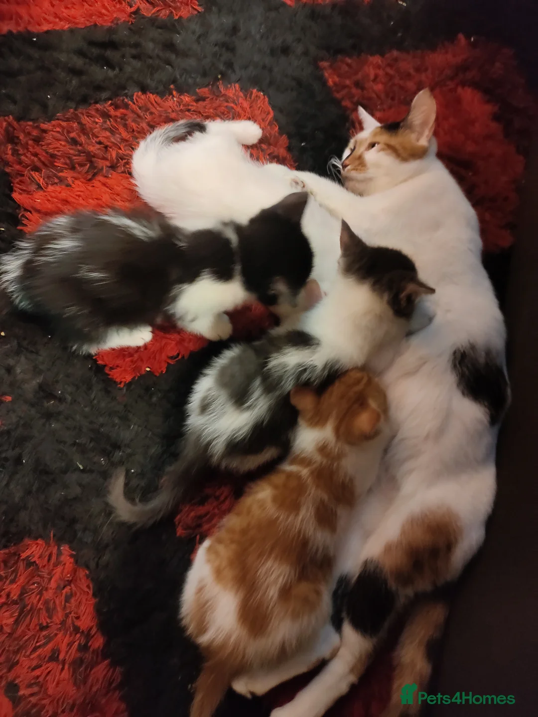 Mixed Breed cats for sale: Two beautiful kittens still looking for new homes  - Advert 2