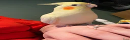 Cockatiels birds for sale: Beautiful hand-tame lutino Cockatiel  in Westbury - Advert 14