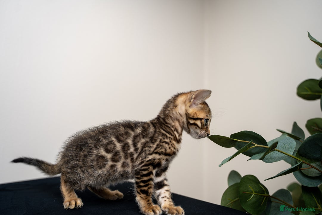 Bengal cats for sale: TICA-Certified Bengal Kittens, Show Quality - Image 28