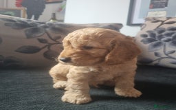 Cockapoo dogs for sale: Beautiful F2B Cockapoo puppies - Image 5
