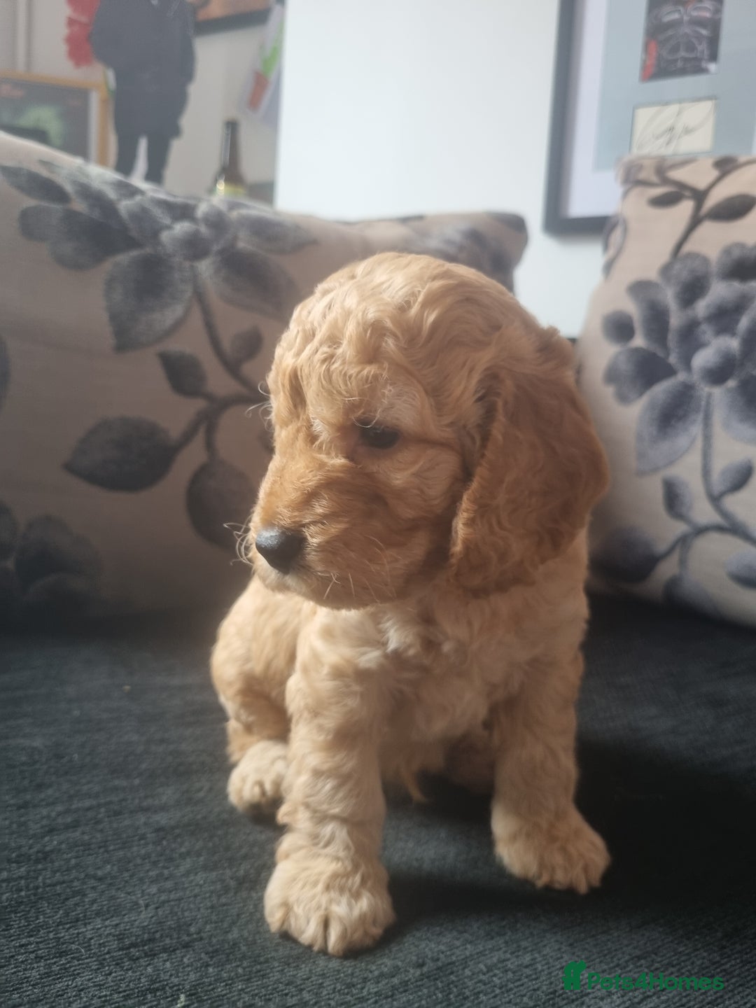 Cockapoo dogs for sale: Beautiful F2B Cockapoo puppies - Image 5