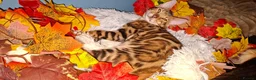 Bengal cats for sale: Stunning Bengal Kittens  - Advert 15