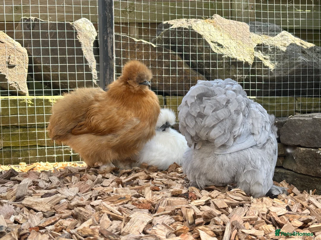 Hens poultry for sale: White silkie hen POL - Advert 2