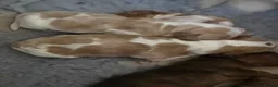 Cockapoo dogs for sale: Health Tested F2 Cockapoo Puppies  - Advert 5