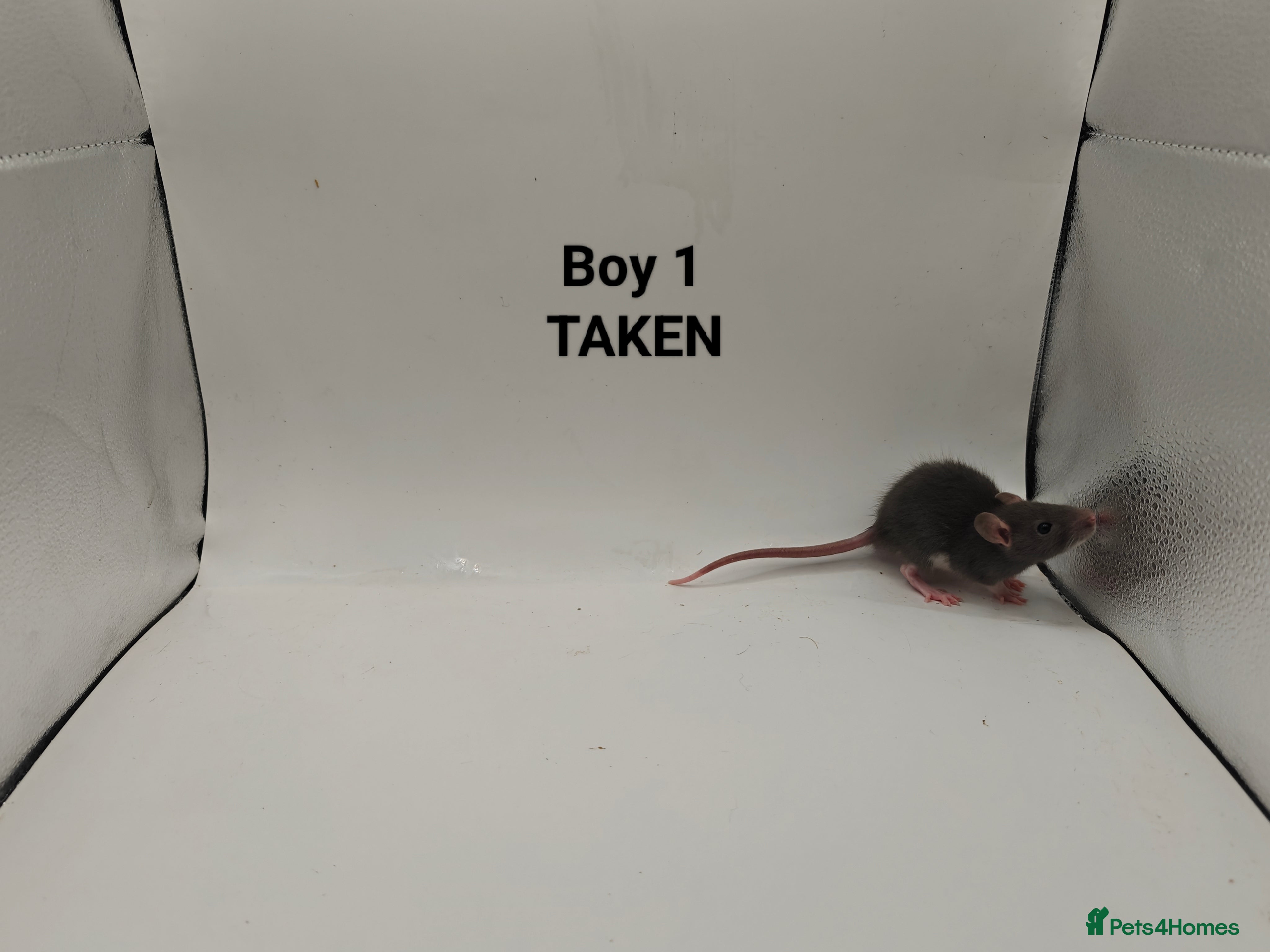 Rat rodents OCT: 32 Rats (4 Rats: 2 Boys & 2 Girls Left) - Advert 6
