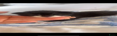 Mixed Breed 1