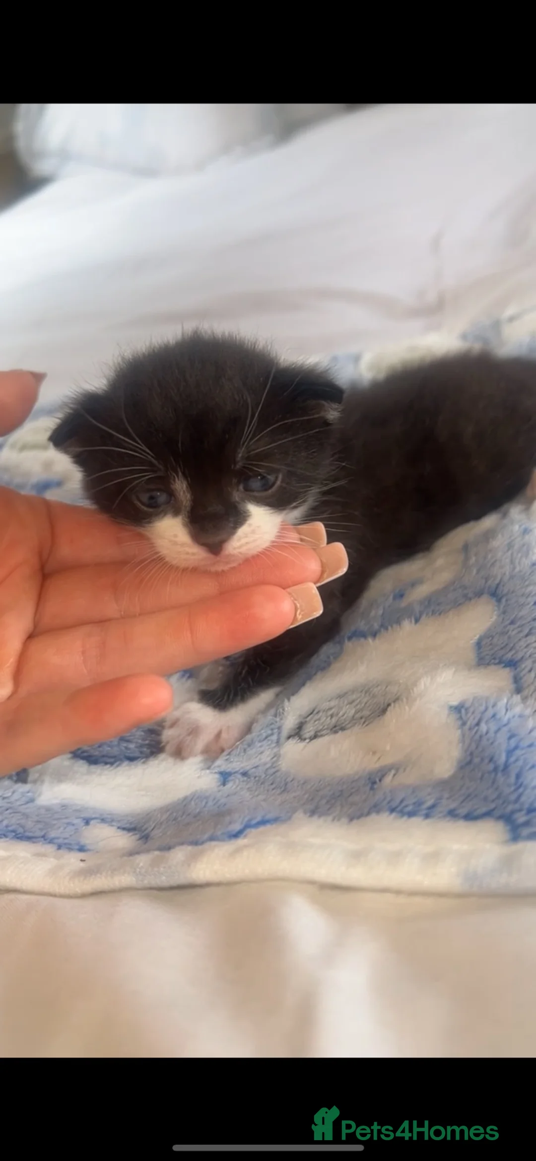 Mixed Breed cats for sale: 2 kittens left. BSH and Maine coon mix - Advert 2