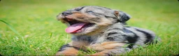 Mixed Breed dogs for sale: Beautiful litter of Patterpoo’s   - Advert 9
