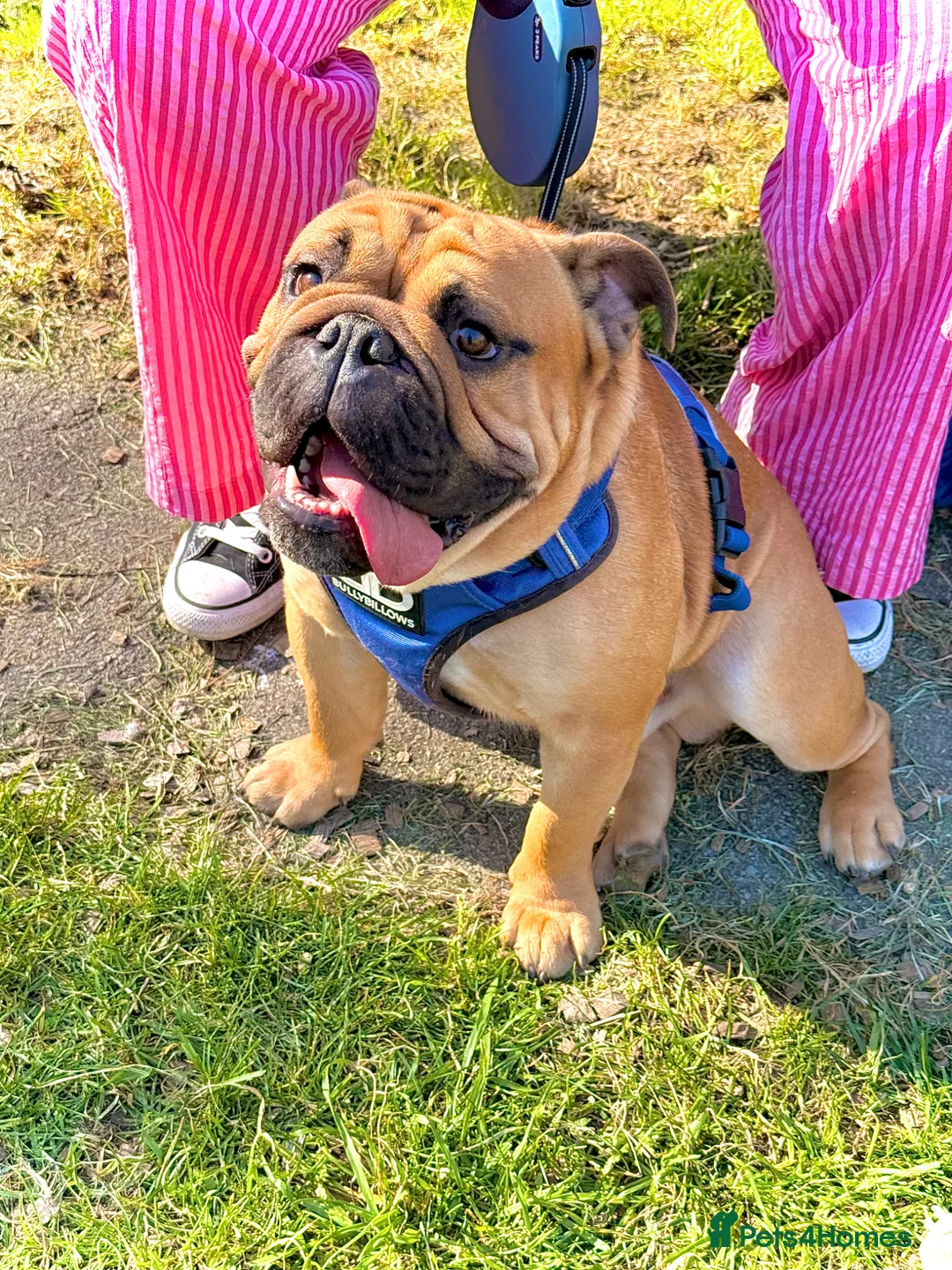 English Bulldog dogs for stud: BANKSY BOY in Portsmouth - Advert 6