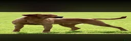 Labrador Retriever dogs for sale: FiOx red Labradors  - Advert 8
