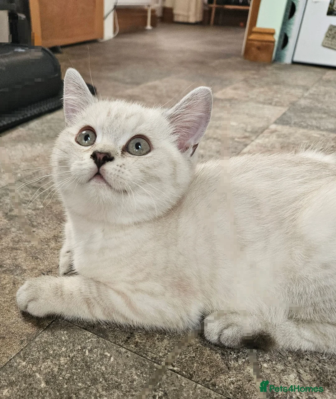 British Shorthair cats for sale: MUST GO GCCF Active British Shorthair Male  - Advert 1