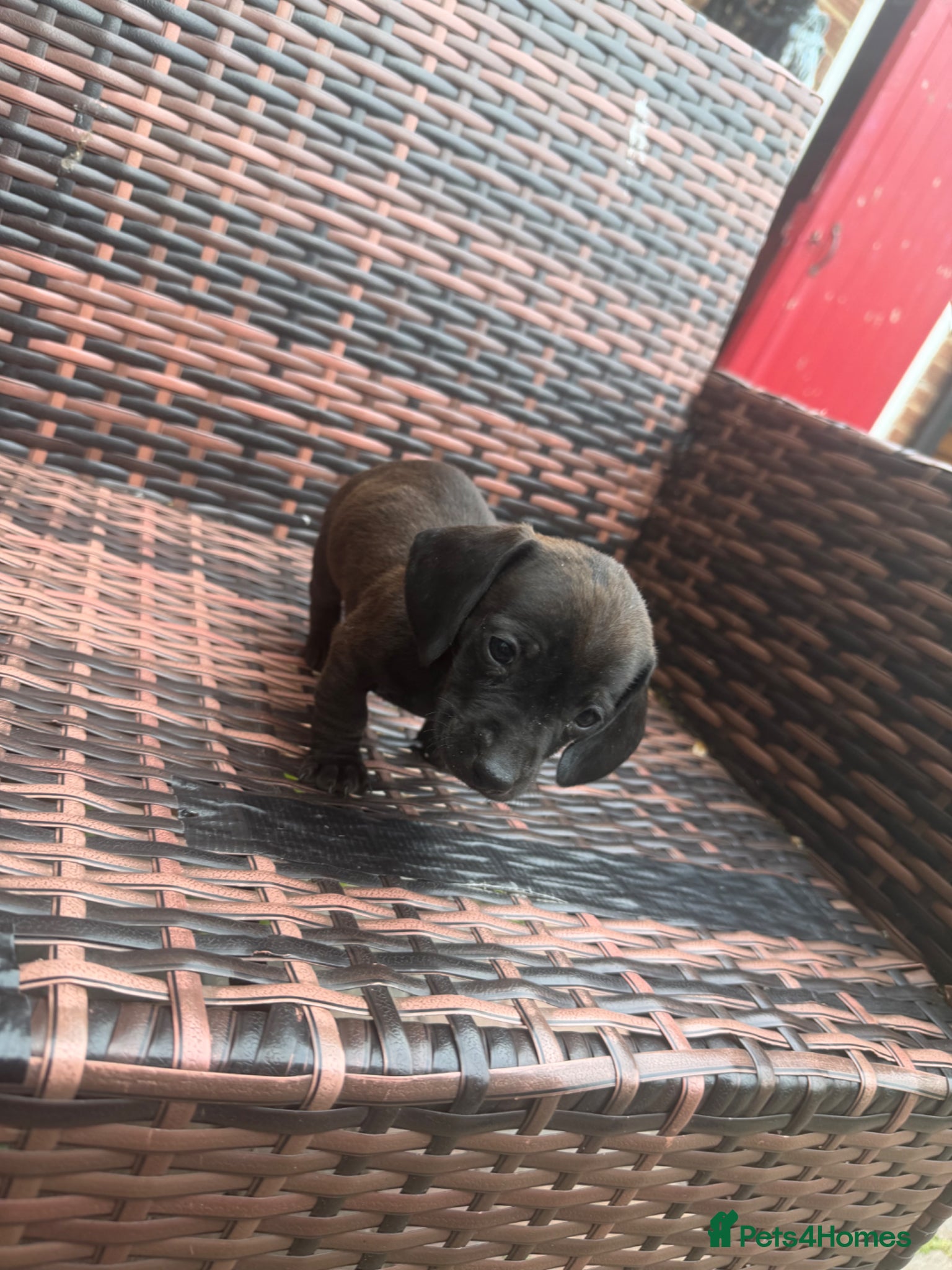 Dachshund dogs Dachshund puppie for sale  - Advert 1