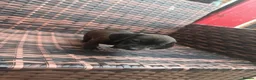 Dachshund dogs for sale: Dachshund puppie for sale  - Advert 1