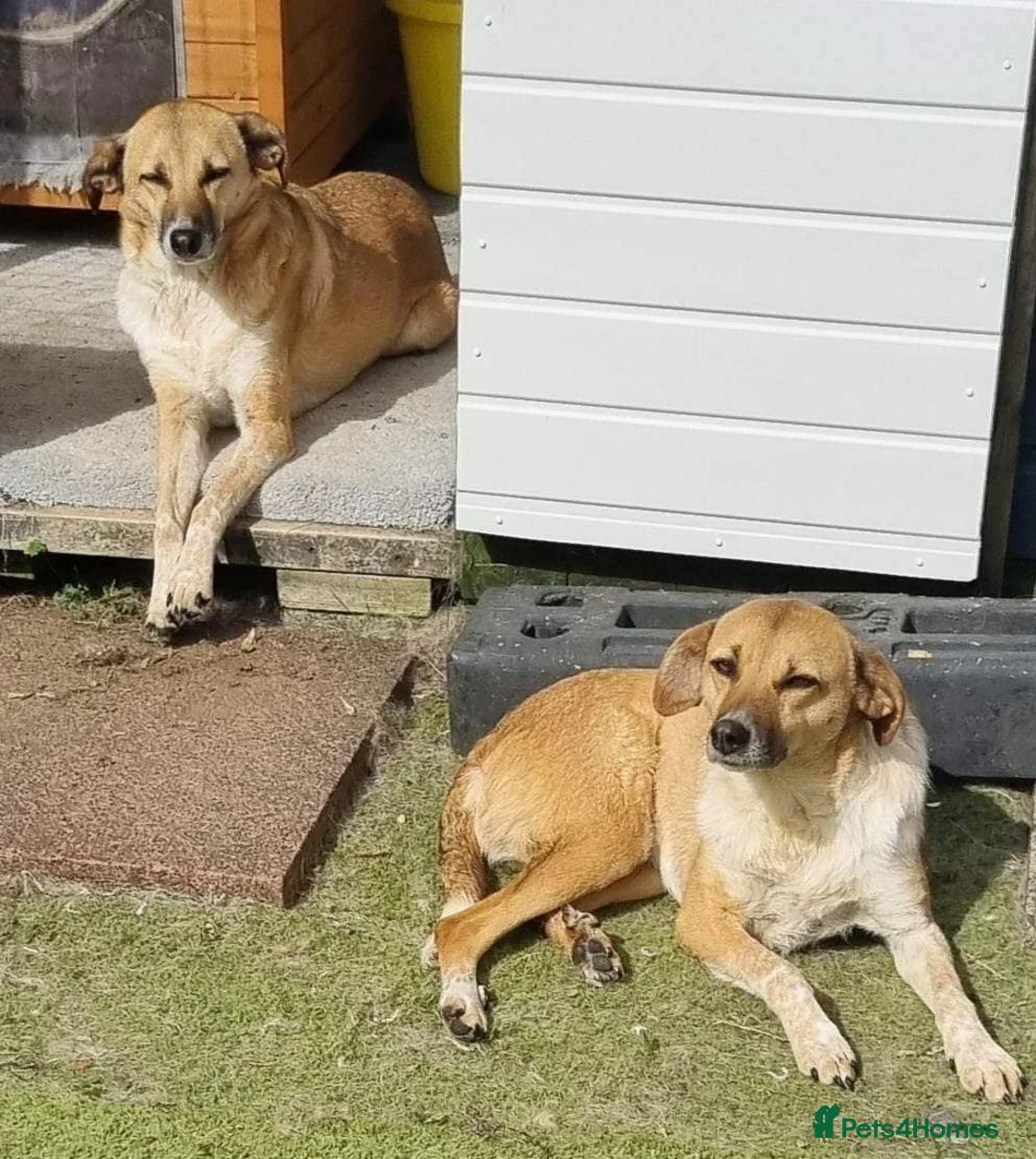 Mixed Breed dogs for adoption: Tessa and Tosca -looking for a home together in Ayr - Advert 20
