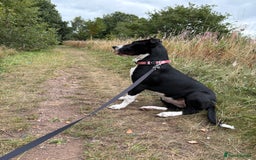 Mixed Breed dogs for sale: 7 months old German Shepard cross Staffy  - Image 3