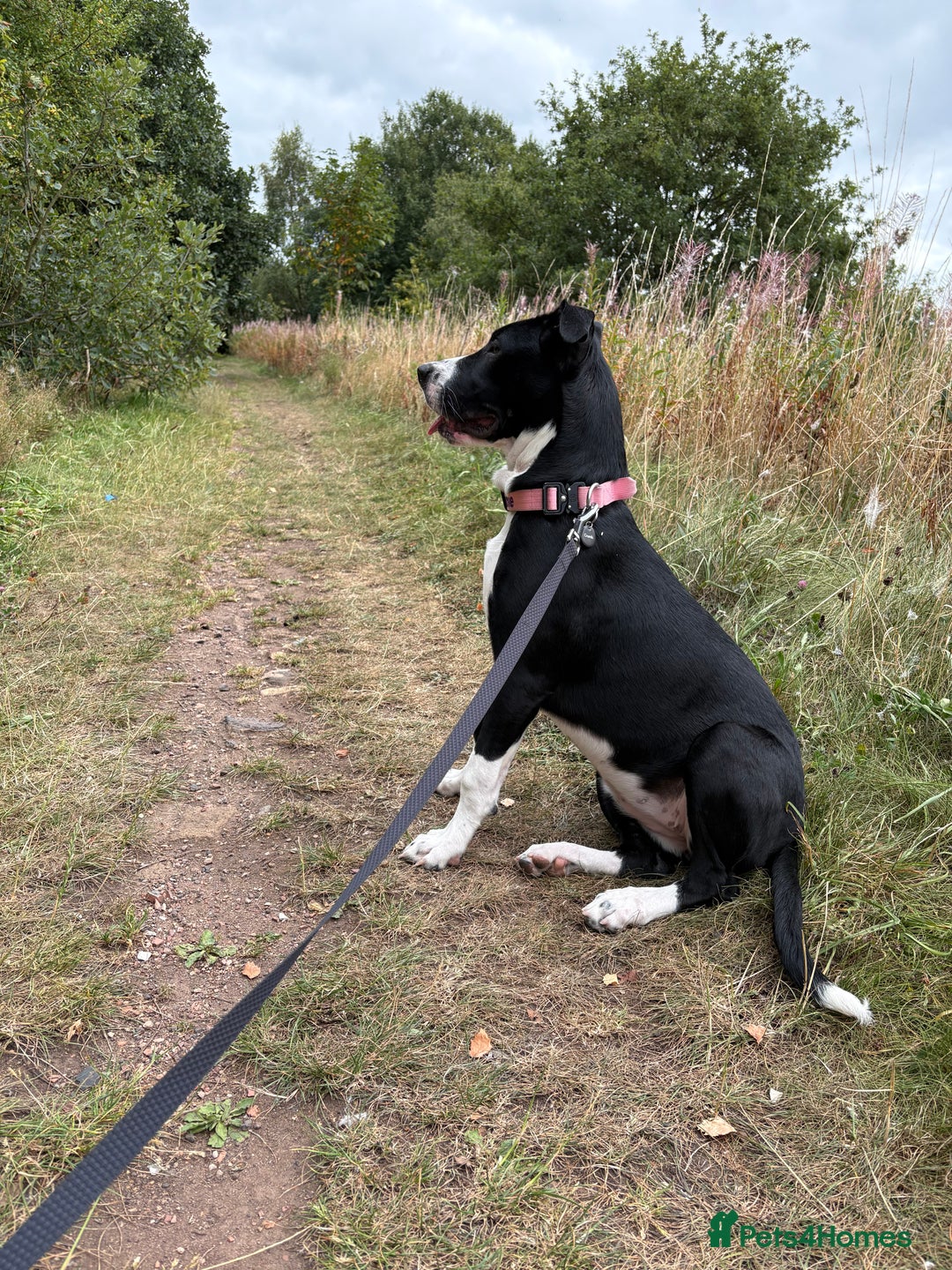 Mixed Breed dogs for sale: 7 months old German Shepard cross Staffy  - Image 3
