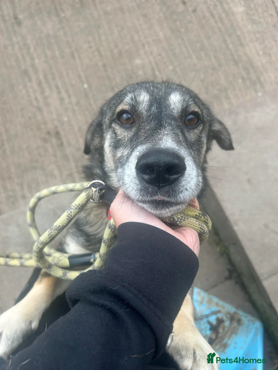 Mixed Breed dogs for adoption: Meet Max, currently residing in Cheshire  in Nantwich - Advert 2