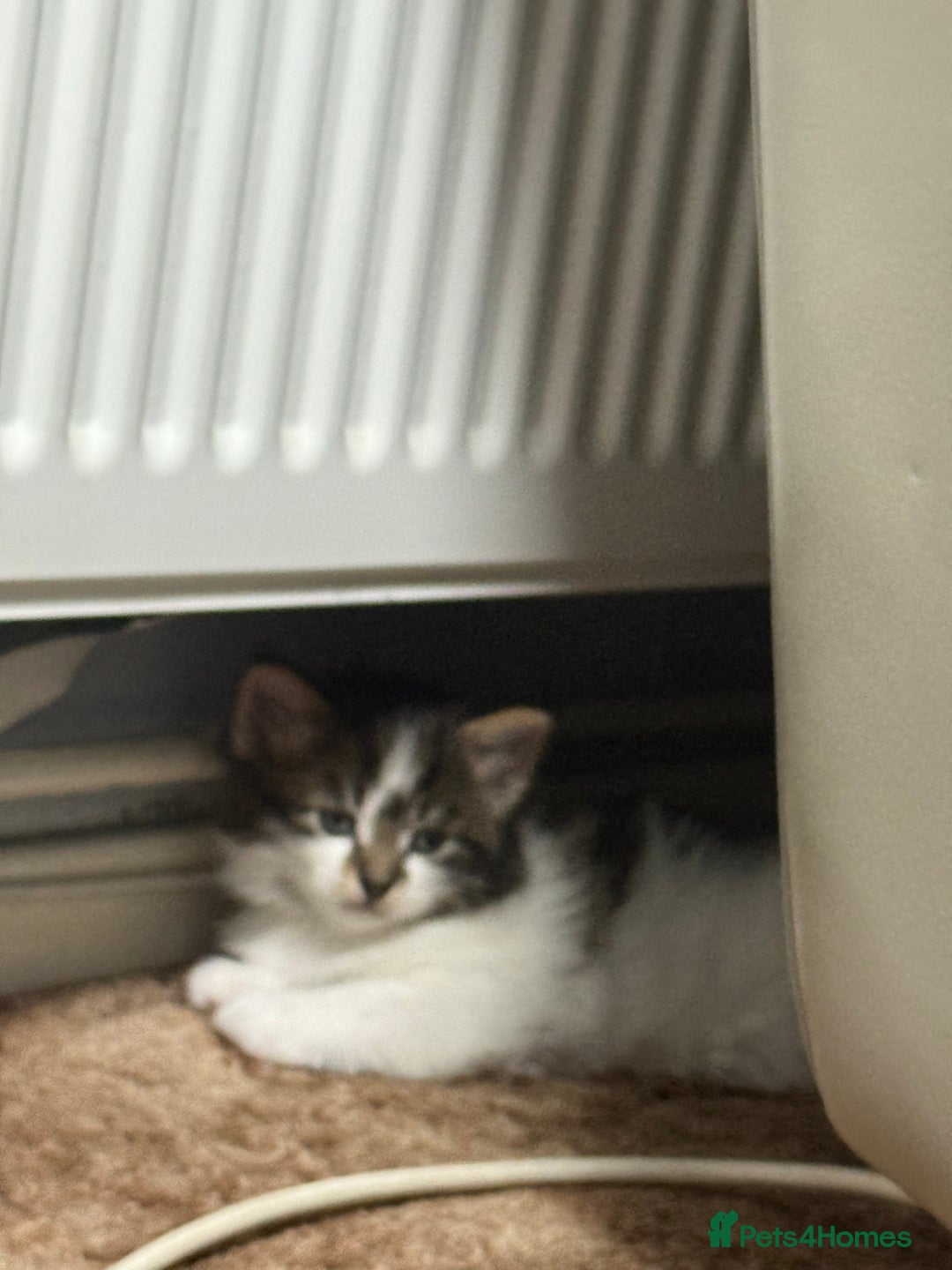 Mixed Breed cats for sale: Kittens for adoption  - Image 7