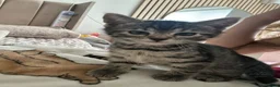 Bengal cats for sale: 5 Baby Bengal kittens  in Rhyl - Advert 12