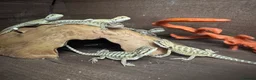 Bearded Dragon reptiles for sale: Baby bearded dragons.. in Lowestoft - Advert 2