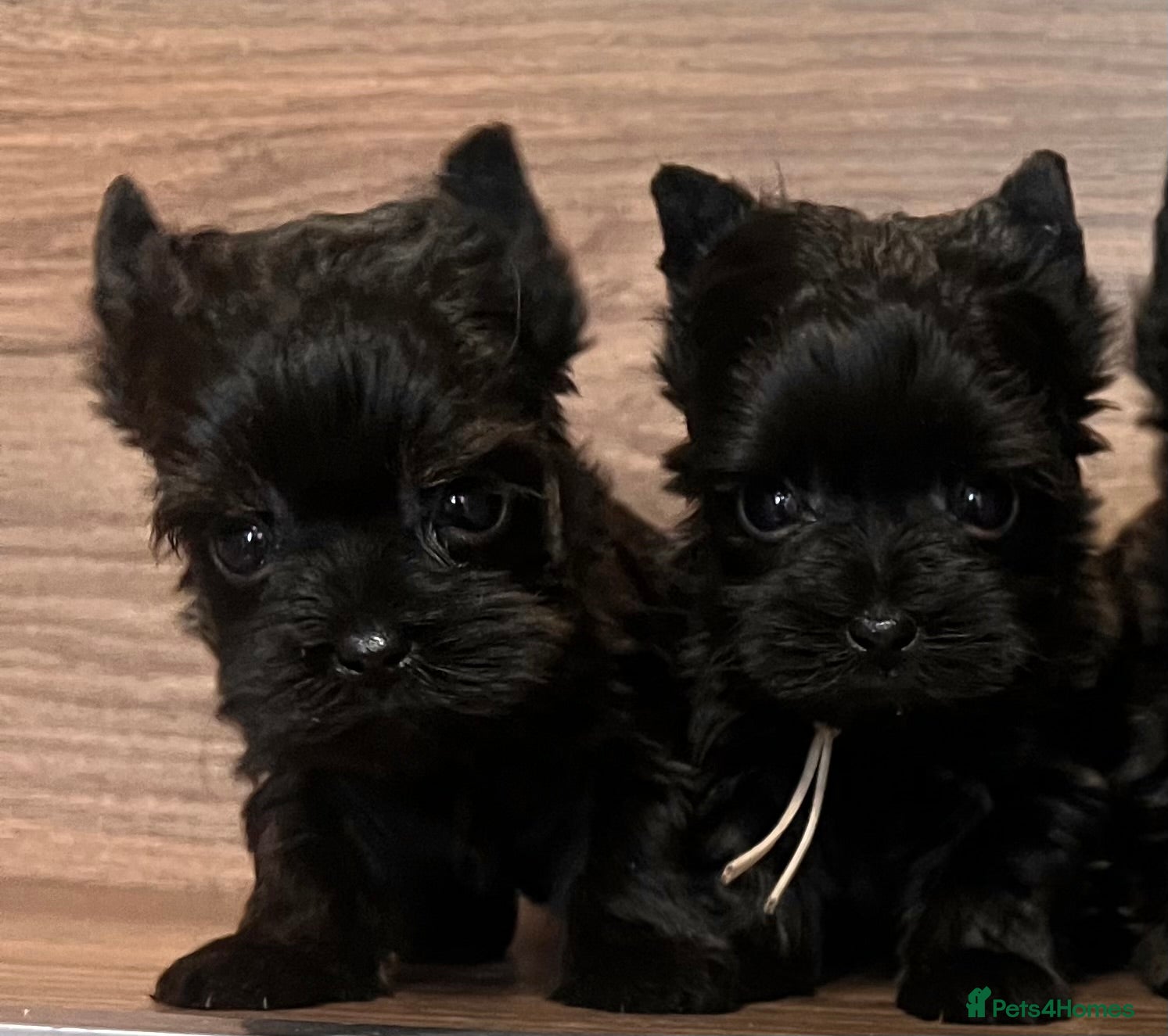 Yorkshire Terrier dogs ❀ Miniature Yorkshire Terriers – 4 Girls  ❀ - Advert 9