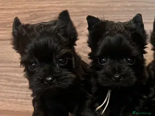 Yorkshire Terrier dogs ❀ Miniature Yorkshire Terriers – 4 Girls ❀ - Advert 9