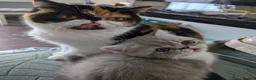 Exotic cats for sale: Beautiful exotic kittens - last beautiful boy  - Advert 19