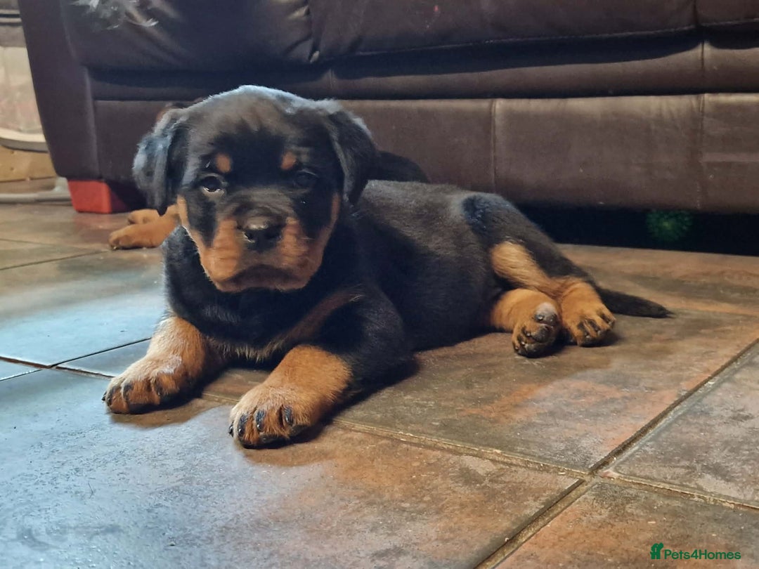 Rottweiler dogs for sale: Rottweiler pups - Advert 2