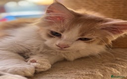 Maine Coon cats for sale: Gorgeous Shaded Line Maine Coon Kittens for sale - Image 3
