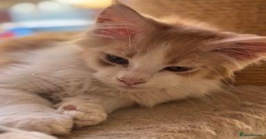 Maine Coon cats - Advert 7