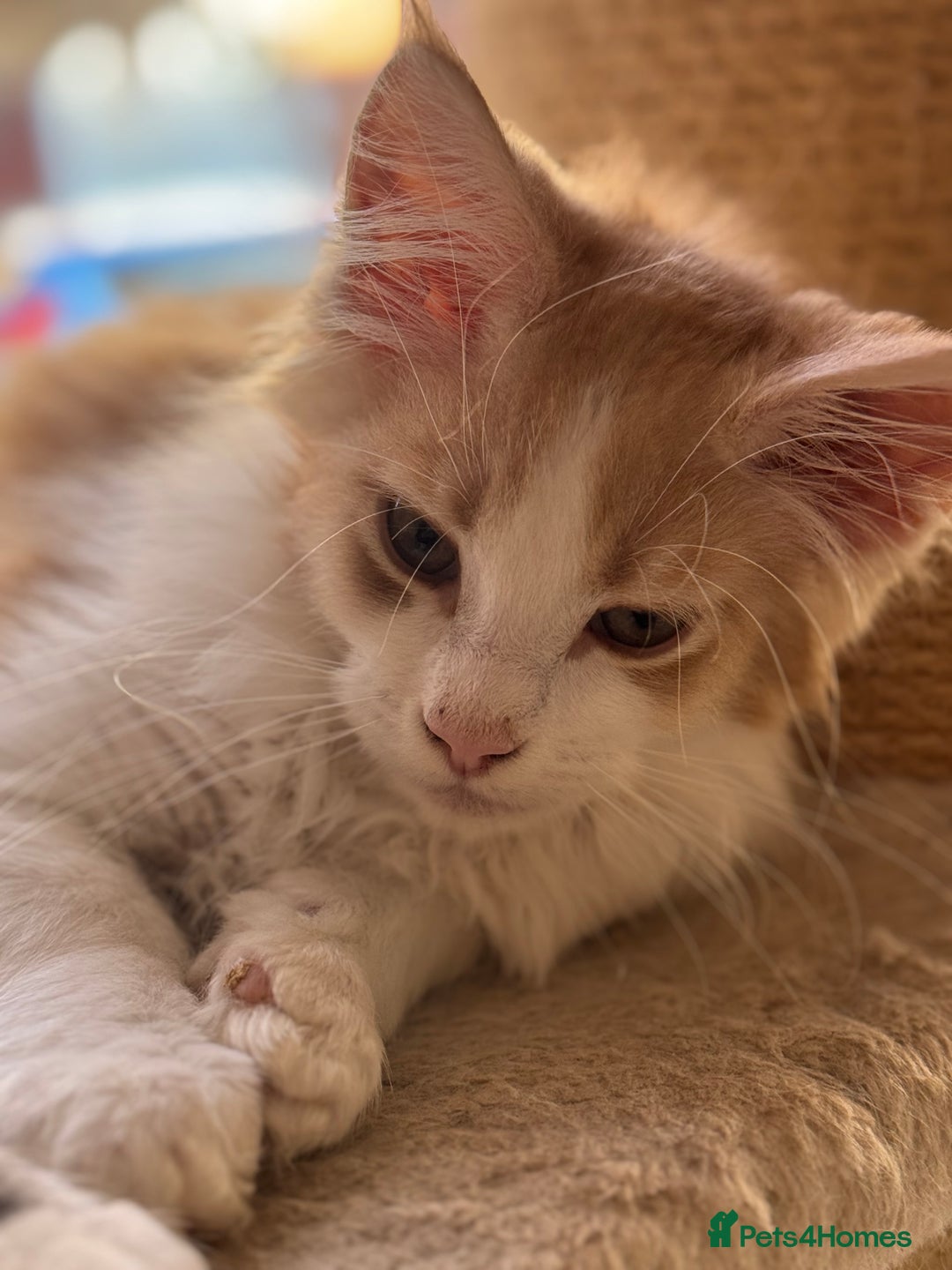 Maine Coon cats for sale: Gorgeous Shaded Line Maine Coon Kittens for sale - Image 3