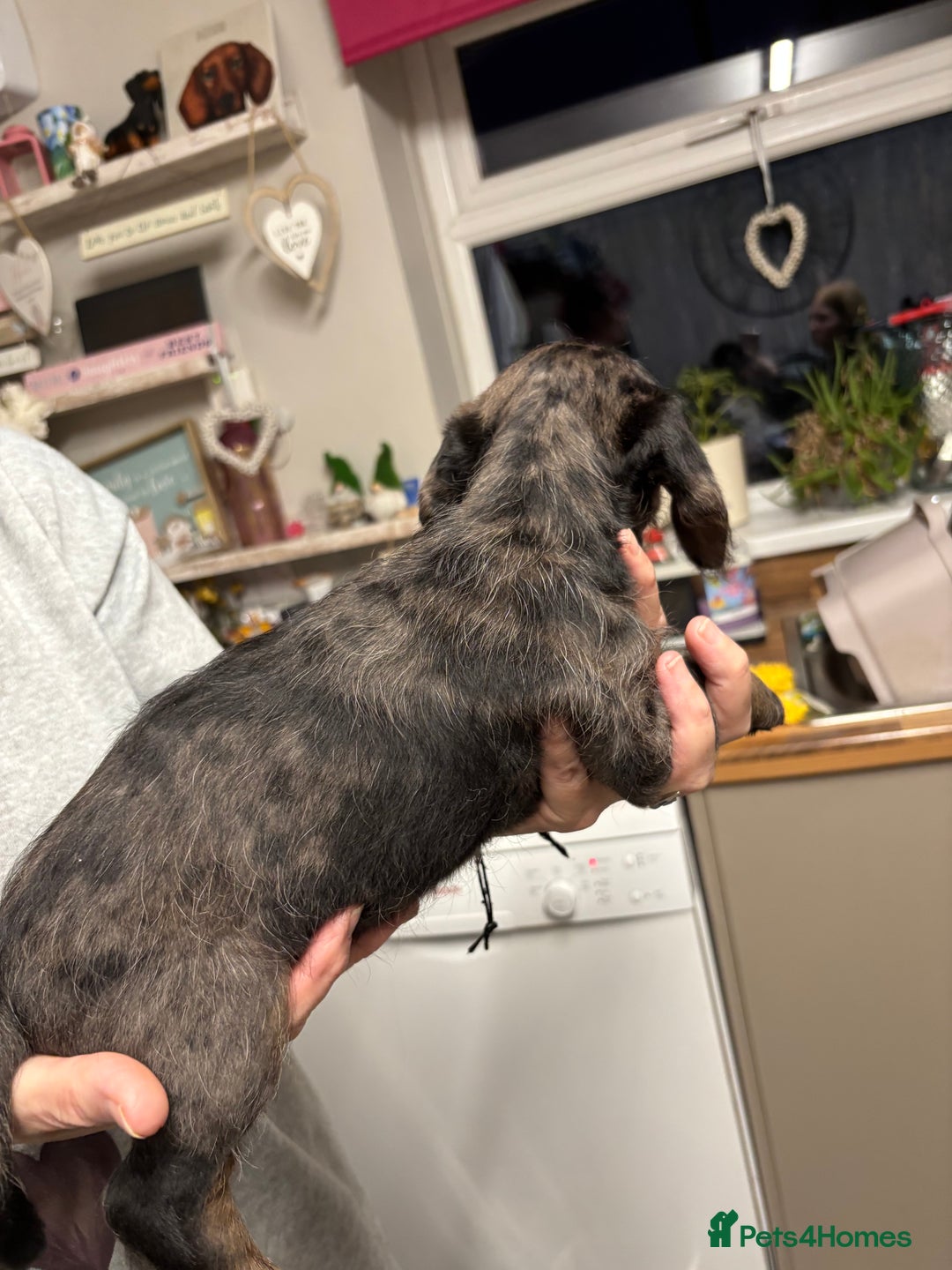 Doxiepoo dogs for sale: Doxipoo puppies READY NOW - Image 9