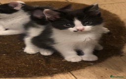 Mixed Breed cats for sale: 5x kittens  - Image 12