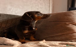 Mixed Breed dogs for sale: 🐾 Beautiful Blue Male Dog – 7 Months Old 🐾 - Image 3