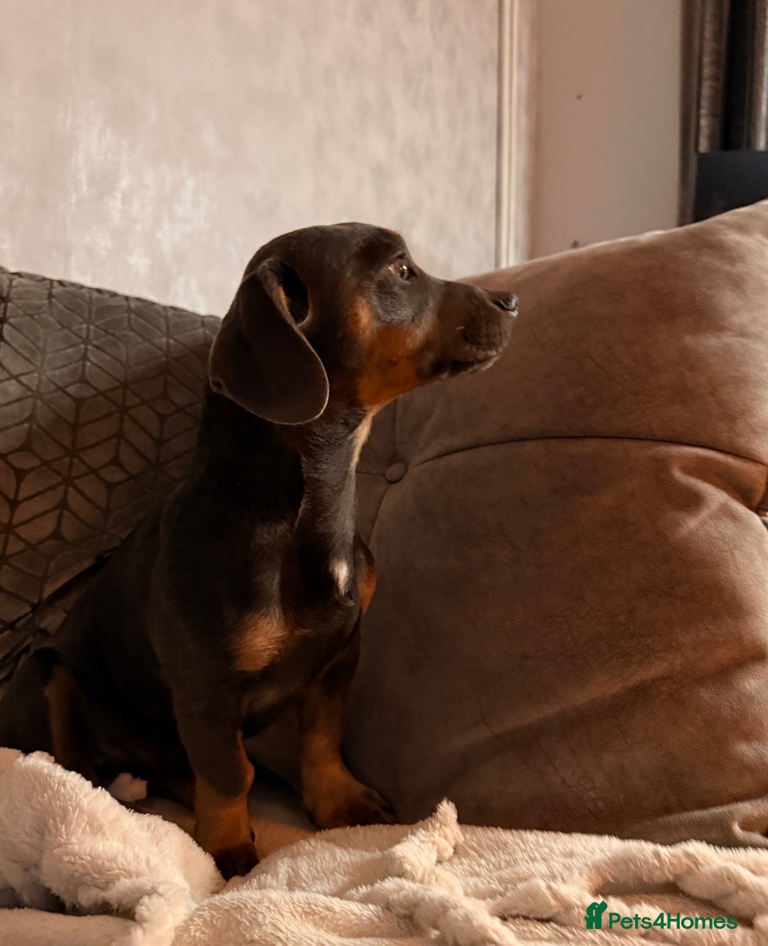 Mixed Breed dogs for sale: 🐾 Beautiful Blue Male Dog – 7 Months Old 🐾 - Image 3