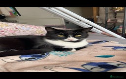 British Shorthair cats for sale: Black male kitten  - Image 2