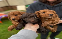 Cockapoo dogs for sale: Stunning toy size F1 cockapoo puppies - Image 20