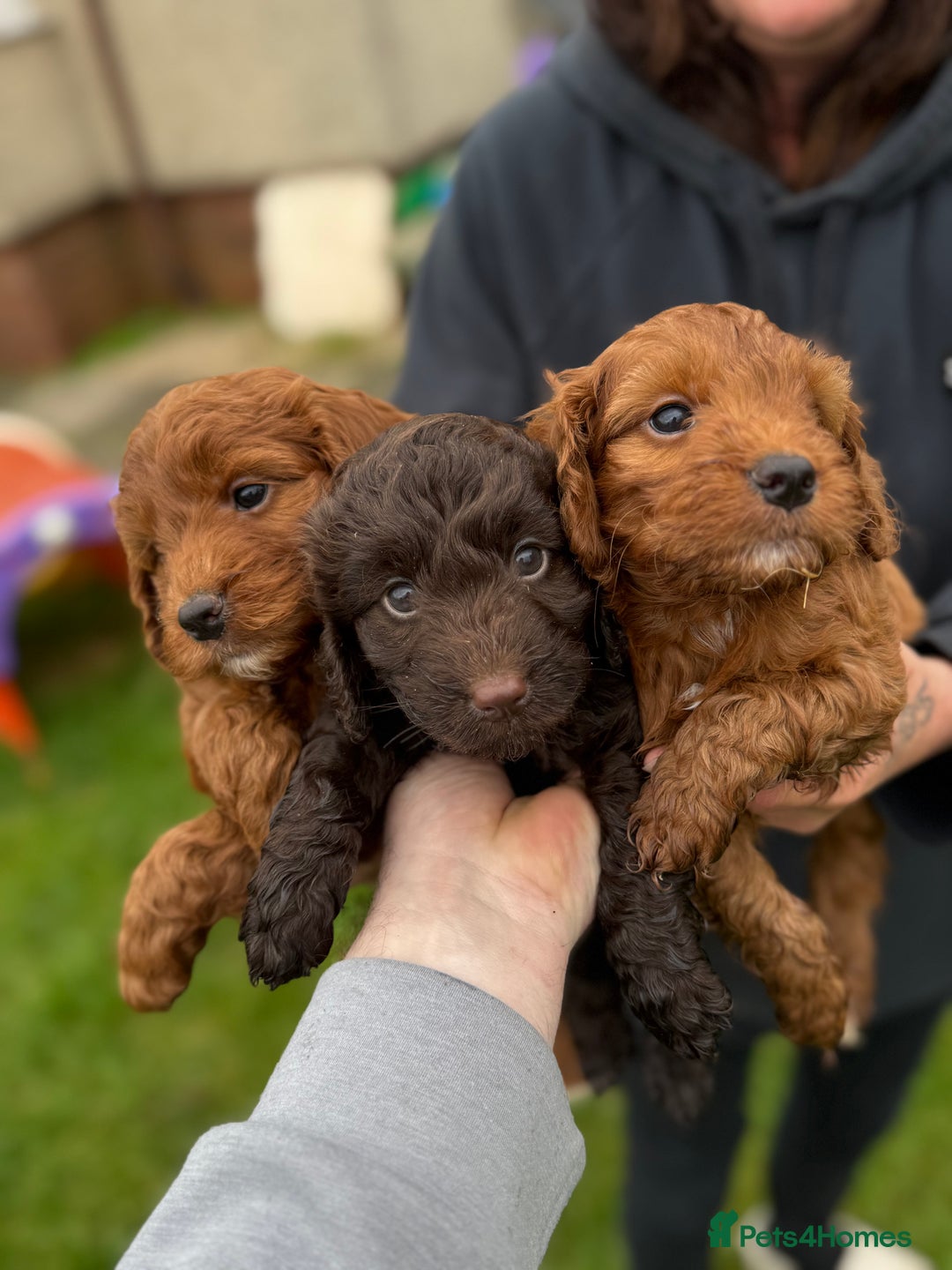 Cockapoo dogs for sale: Stunning toy size F1 cockapoo puppies - Image 20
