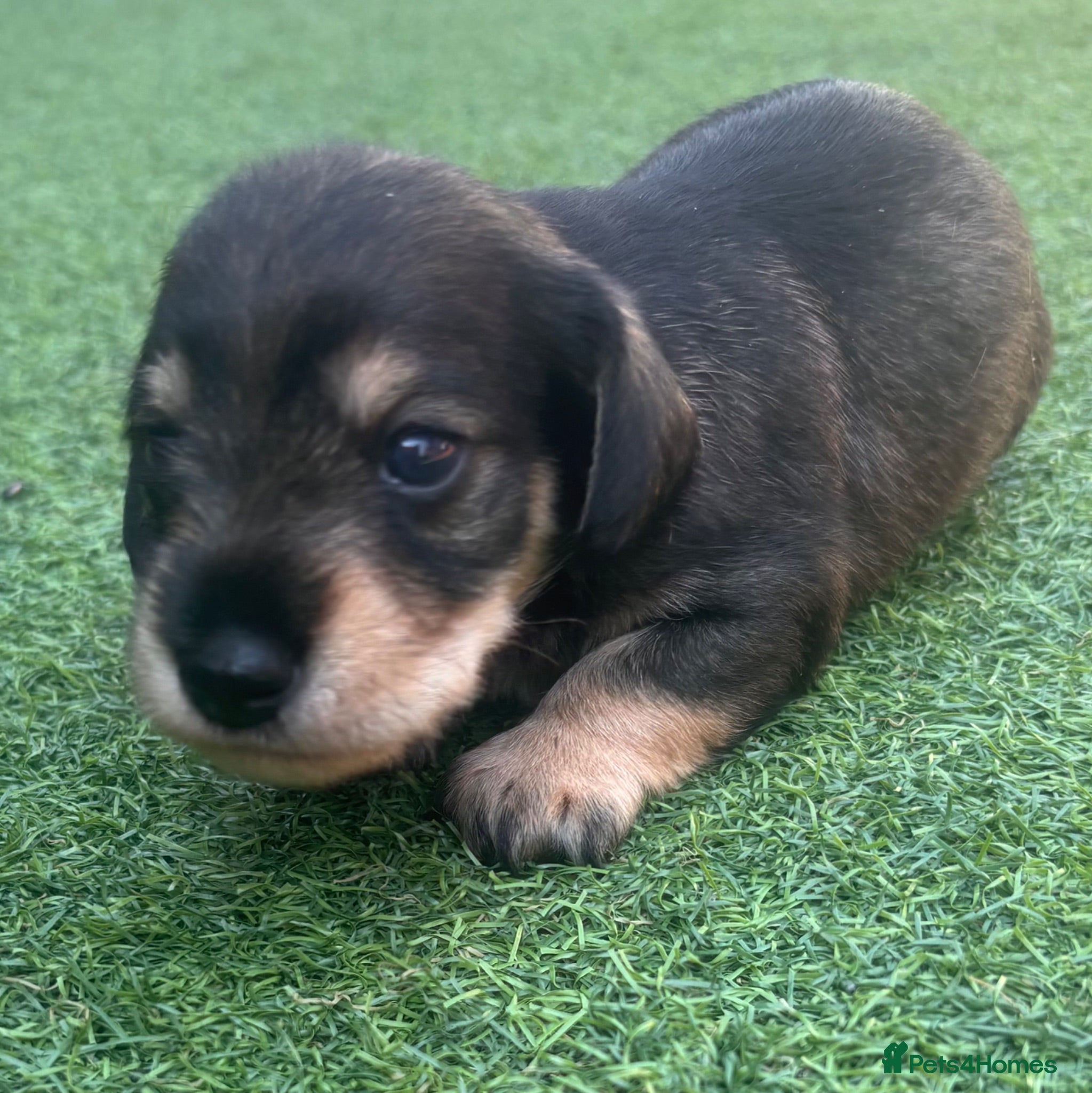 Mixed Breed dogs Miniature Schnauzer + Miniature  Dachshund - Advert 1